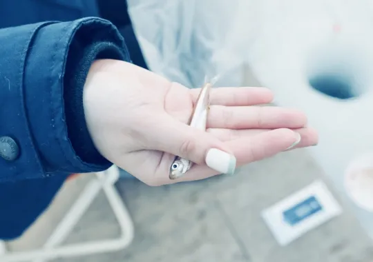 ワカサギ釣りの写真2