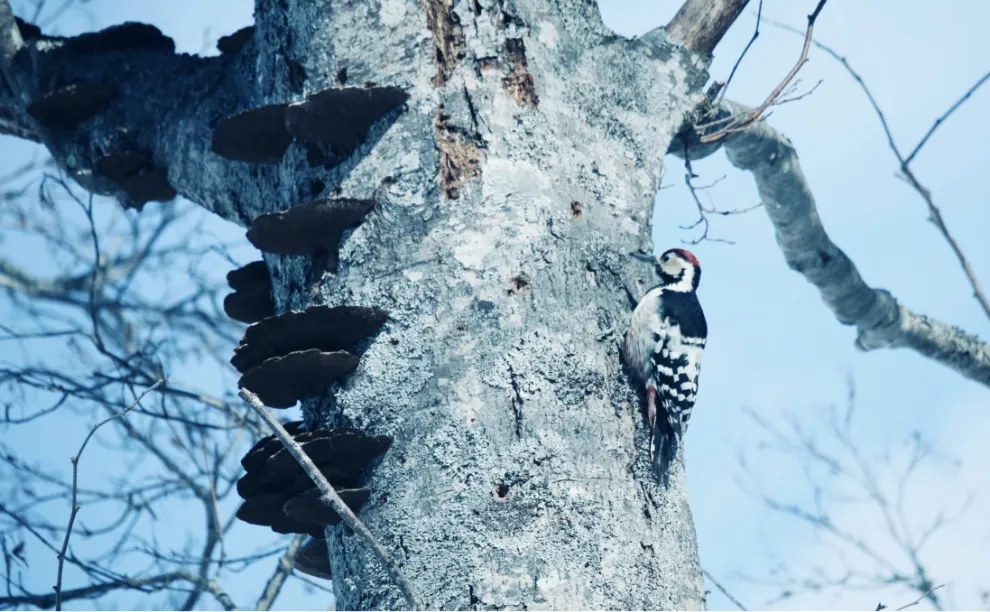 バードウォッチングの写真1