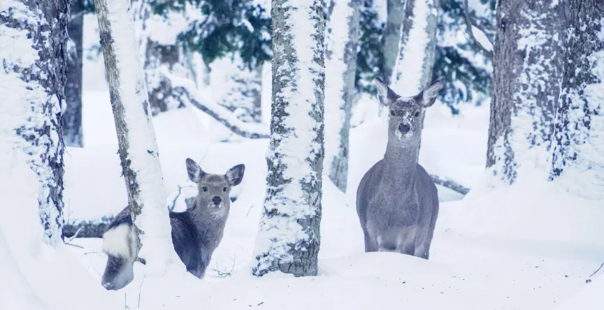 阿寒を楽しむの写真